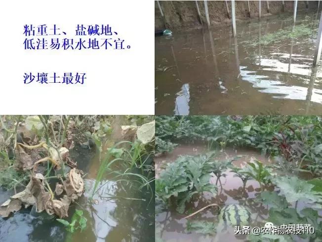 西瓜栽培技术有哪些,西瓜栽培技术全面的文字解释