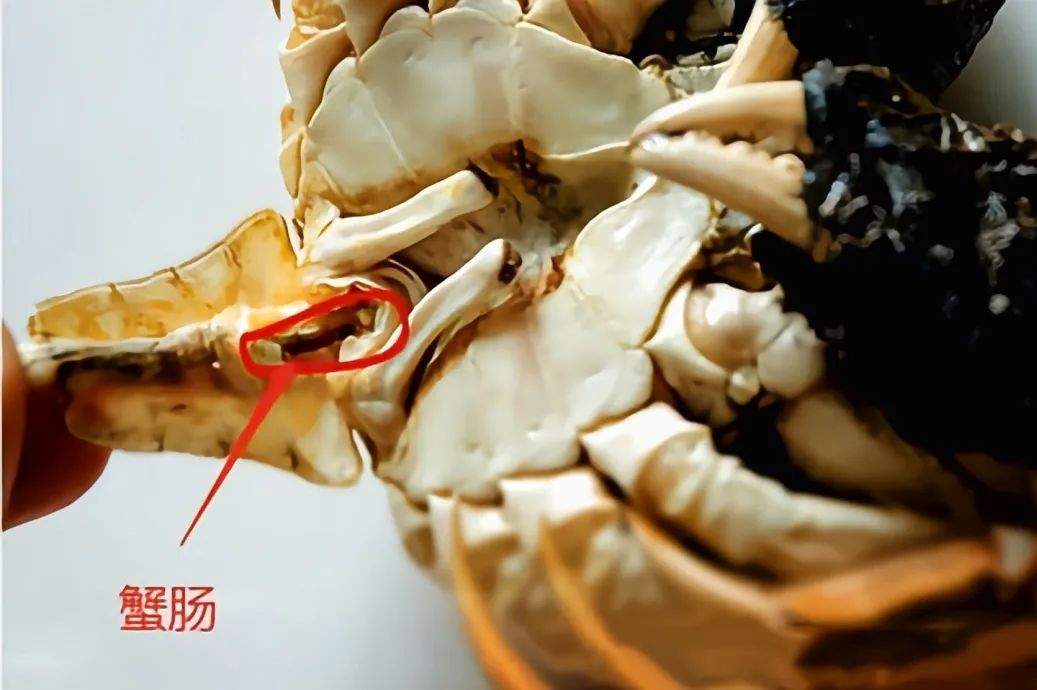 吃蟹时节到！螃蟹必须吃活的吗？吃蟹有哪些讲究？如何挑选好蟹？