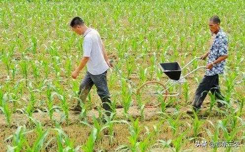 玉米出苗后，地里幼苗一块高一块低相差很大是怎么回事，该咋办？