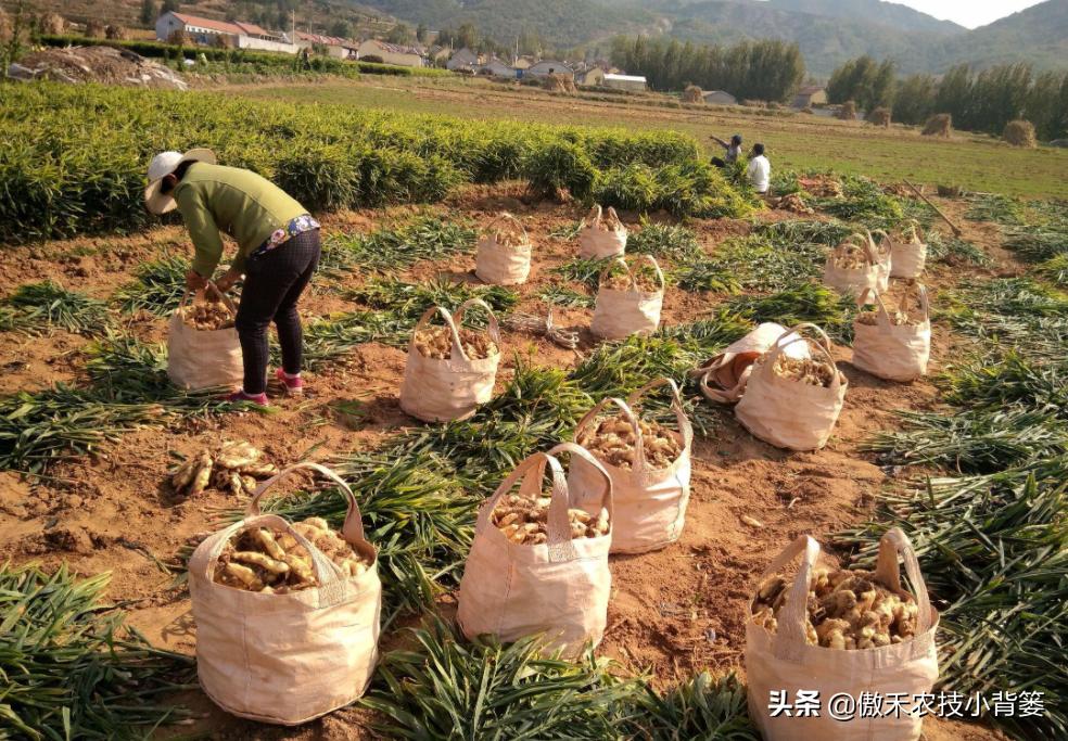 红薯高产种植技术及管理方法,芋头高产种植技巧与管理方法