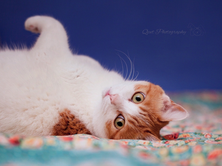 在米拍聚众吸猫吸狗是一种怎样的体验？