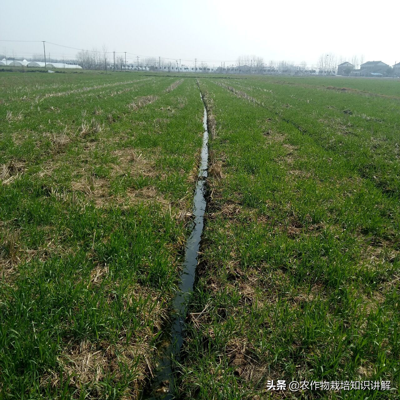 小麦预防赤霉病哪种药好,小麦预防赤霉病打什么药