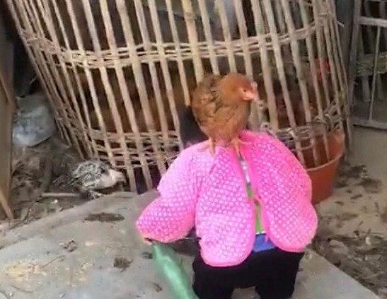 盘点萌娃被鸡欺负,萌娃被鸡“偷袭”蹬哭