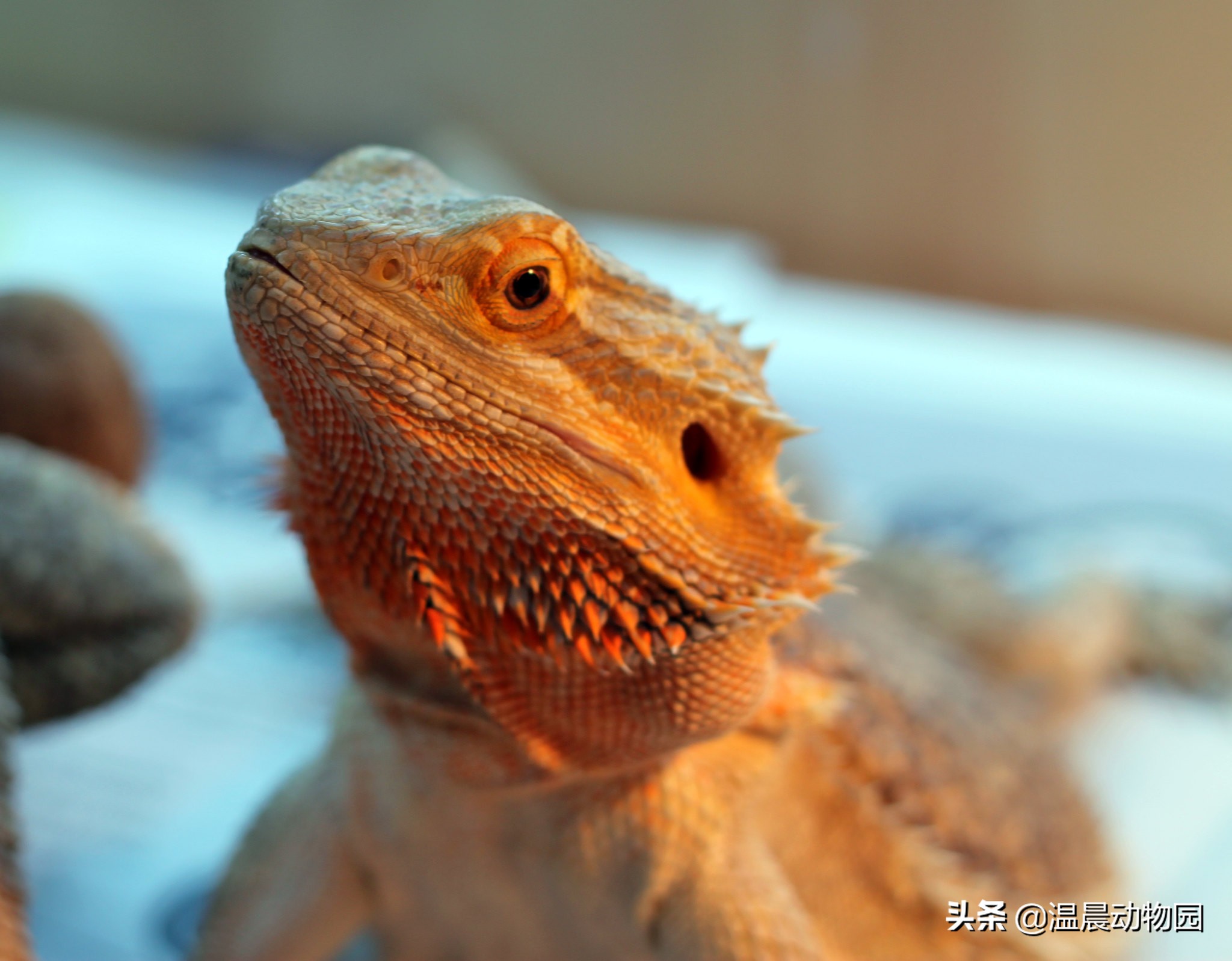 养鬃狮蜥需要知道什么,鬃狮蜥新手养公的