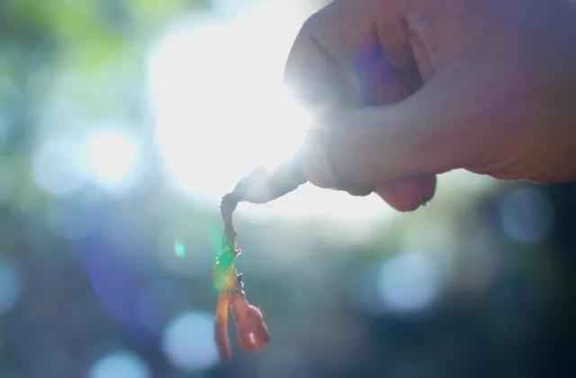 假如虫草会说话——访蛹虫草