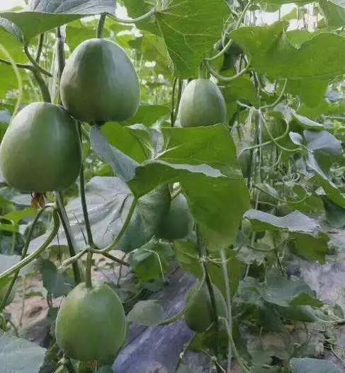 反季节香瓜种植,今年的香瓜种植方法