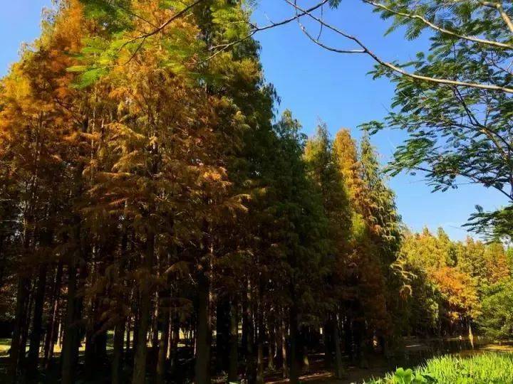 倒数狂欢夜,清远森波拉奇妙世界主题乐园住宿