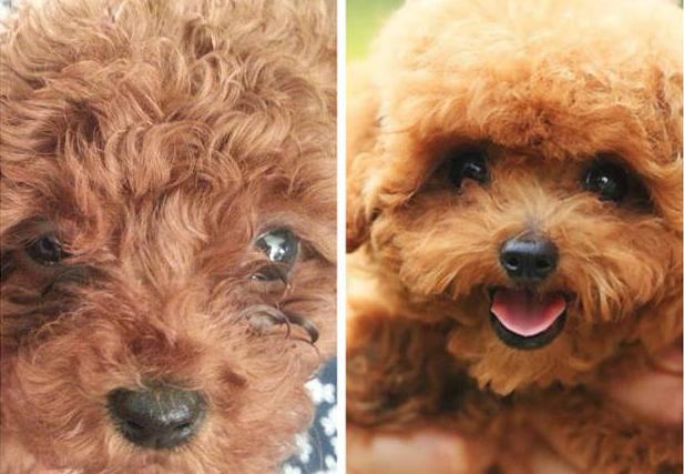 泰迪泪痕毛要剪掉吗,幼犬泰迪泪痕臭臭的