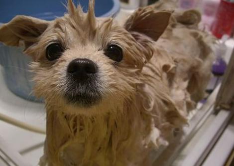 狗狗不爱干净经常洗澡怎么办,狗狗不爱洗澡怎么办