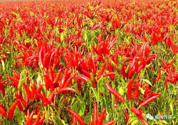 戳天灵,戳天花板楼上声音大吗