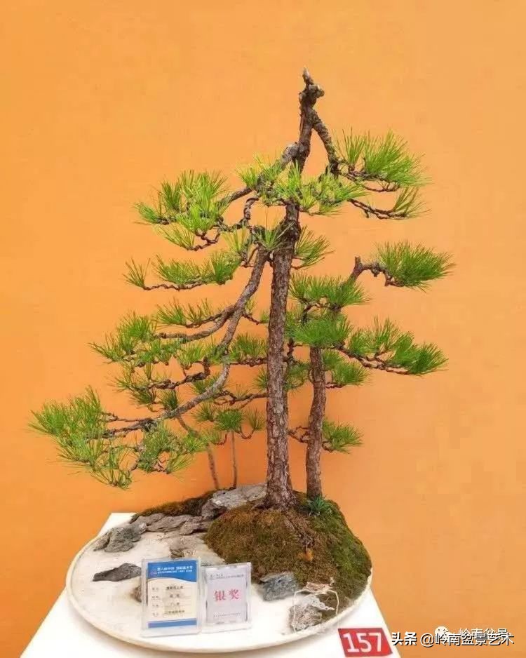 女盆景师丁昕,丁昕盆景