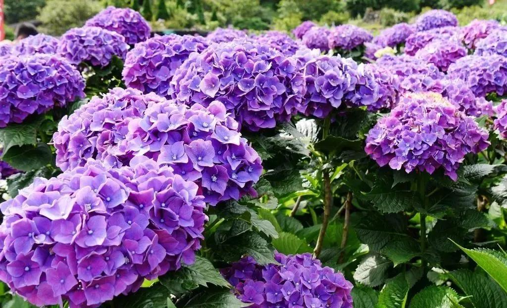 50种·蓝紫色系植物,尊享高贵典雅浪漫的视觉盛宴