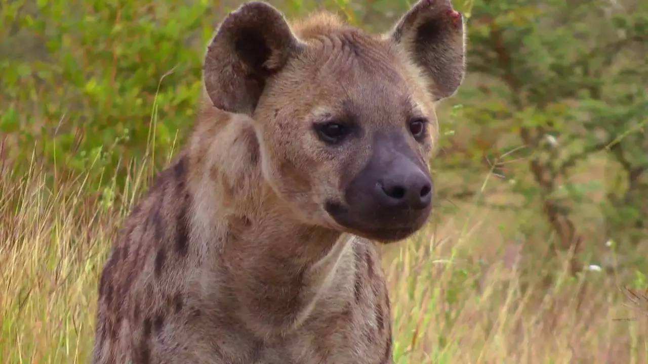 非洲“掏肛哥”鬣狗非常残暴，但你知道它的天敌是谁吗？