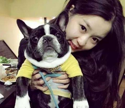 养斗牛犬怎么样,蓝色法国斗牛犬优缺点