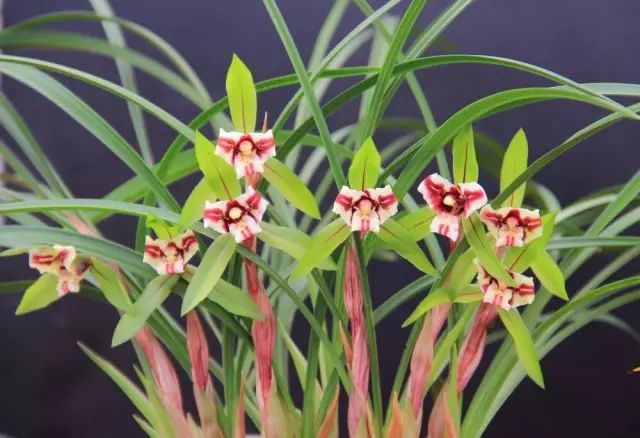 兰花生病怎么治最有效果,兰花病害怎么治愈