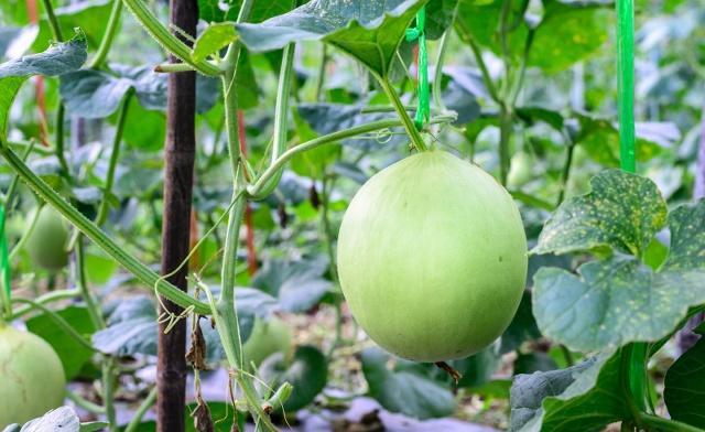 甜瓜好吃,什么甜瓜最好种植
