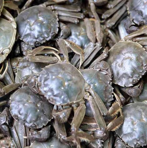 螃蟹吃不完的剩下的怎么储存,吃不完的螃蟹怎样保存的时间长