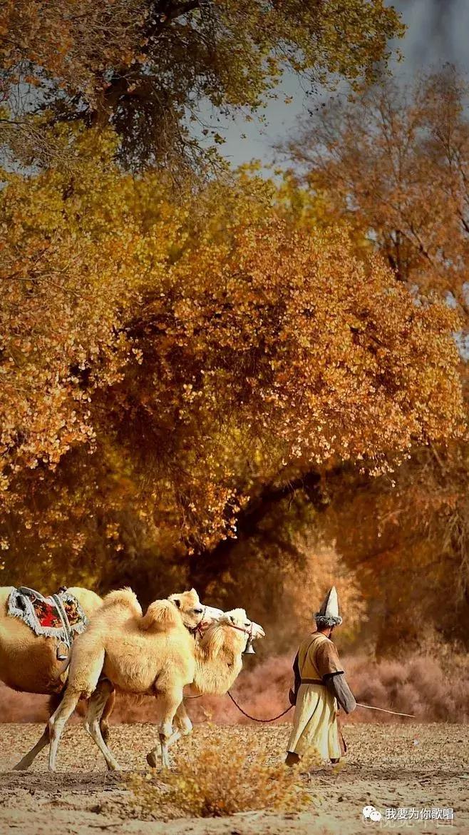 《美丽*疆新**》（“我要为你歌唱”十一月赛三等奖毛毛虫倾情献唱）