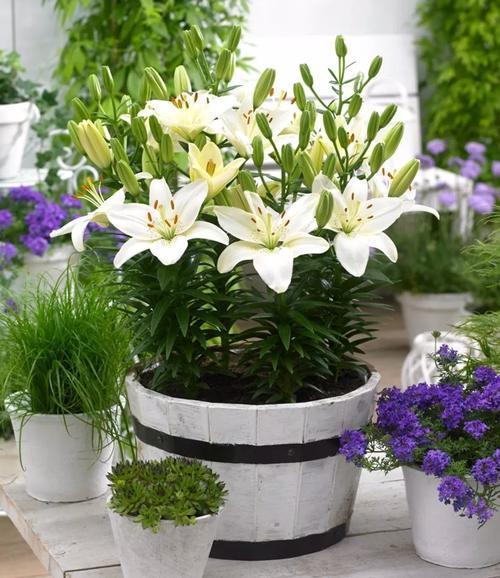 百合哪种好养开花,自己养的百合开得好美