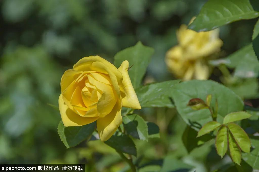 全球最美十大花海美到令人心醉,全球最漂亮花海