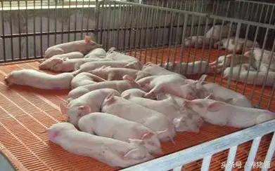 猪场驱虫的最佳方法,猪场体外驱虫用什么药