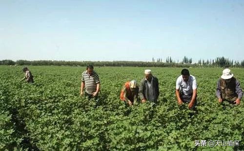 棉花打顶剂好还是人工打顶好,棉花最晚什么时候打顶