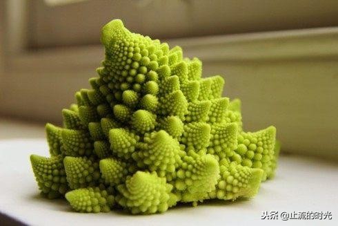 跌落神坛的五种多肉,长相奇特的6种多肉