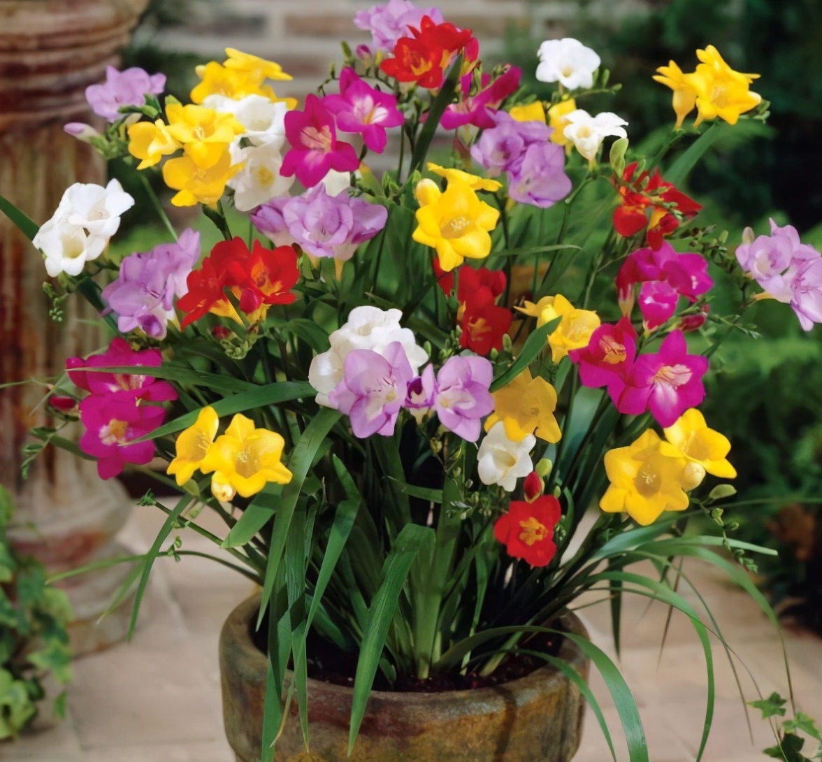 6种香味好闻又高级的花卉植物,香味最好闻的室内花卉