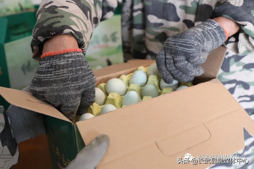 致富经|长武绿皮鸡蛋成为群众脱贫致富的“金蛋蛋”