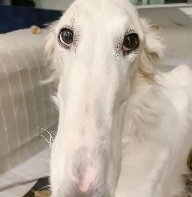 短腿柯基跟长腿柯基,鼻子很高的柯基