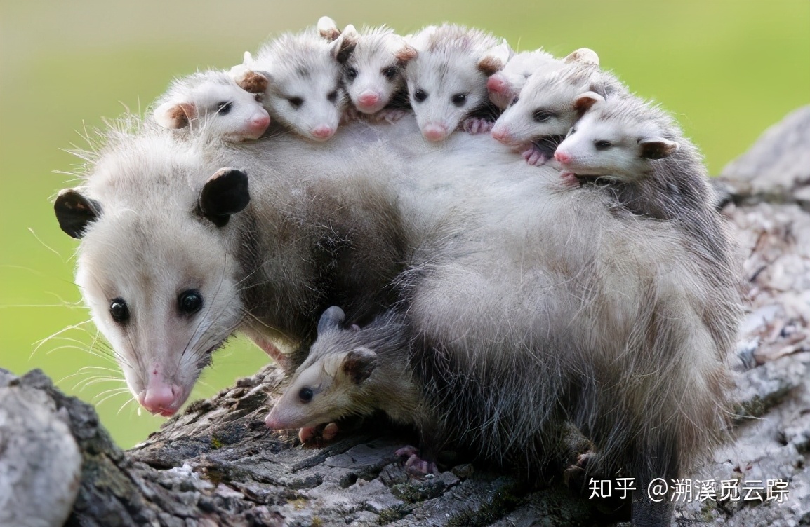 有哪些容易被认错的动物,容易被欺负的动物有哪些