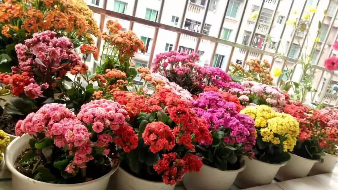 适合阳台养的四季开花有花香的花,花期长耐热耐寒又好养的花卉