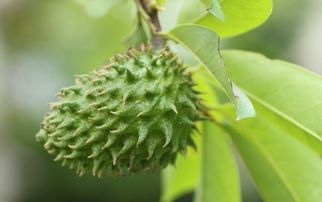 刺果番荔枝花和果图片,刺果番荔枝叶子