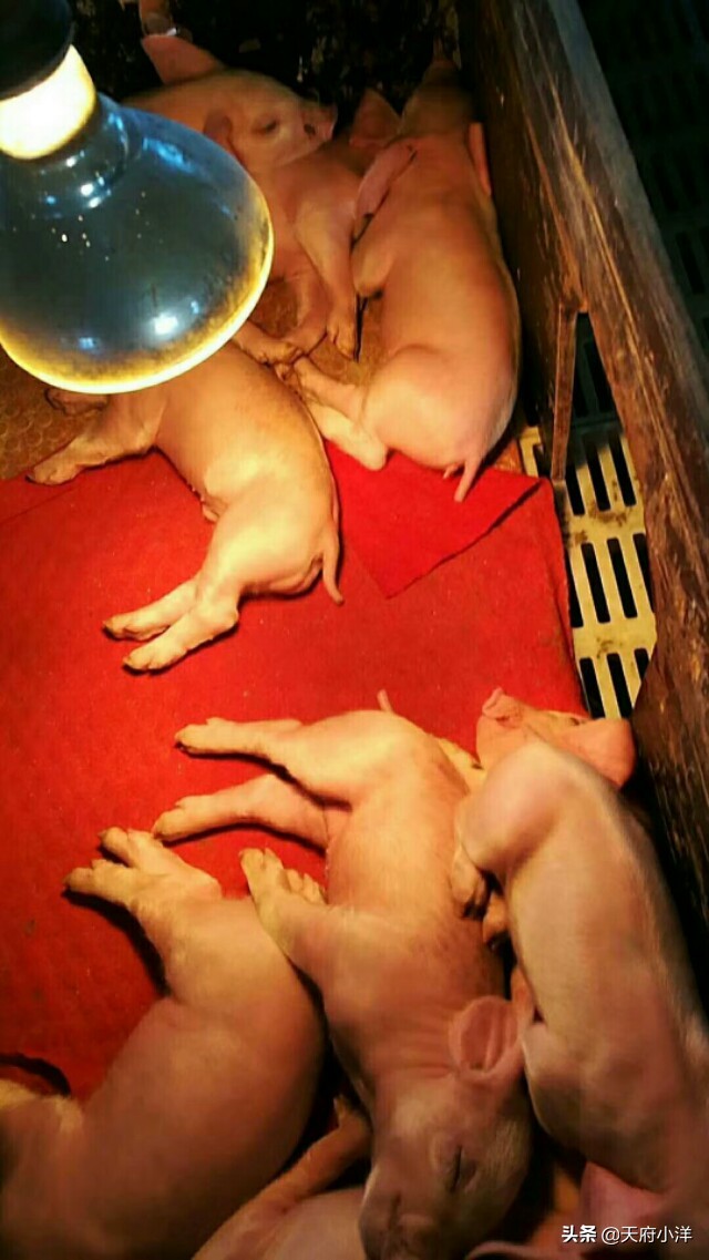 小猪阉割正确的方法你知道吗