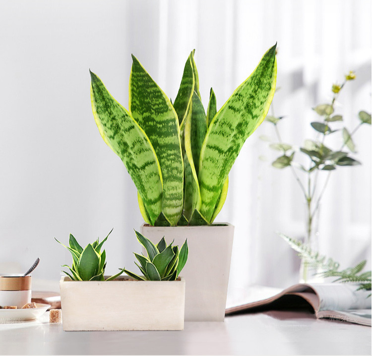 养花人养的花都有哪些,什么花养人又健康又好养