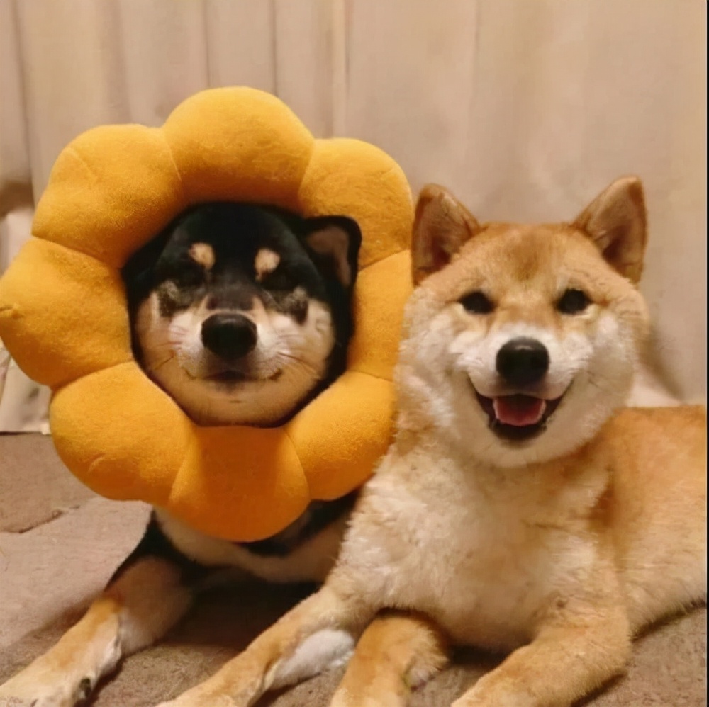 公狗和母狗交配之后，为什么会分不开？