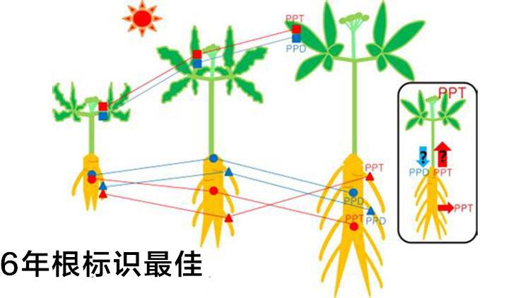 营养补充剂含哪些物质成分,营养补充剂有哪些