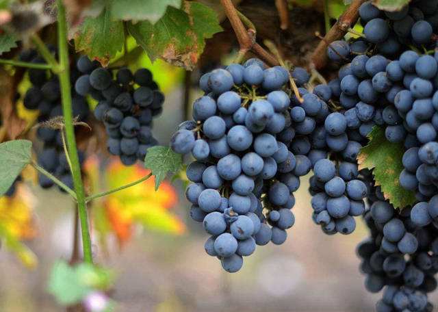 漂亮好吃的葡萄品种有哪些,世界十大顶级葡萄品种