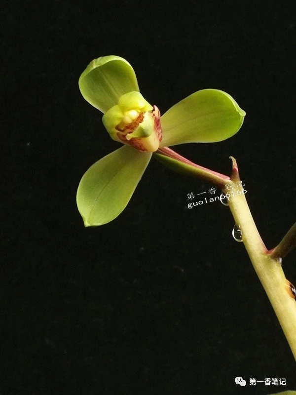 蕙兰程梅传统老品种,花开欣赏