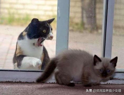 辟谣猫咪并非黑夜都能看得清,辟谣猫咪寄生虫