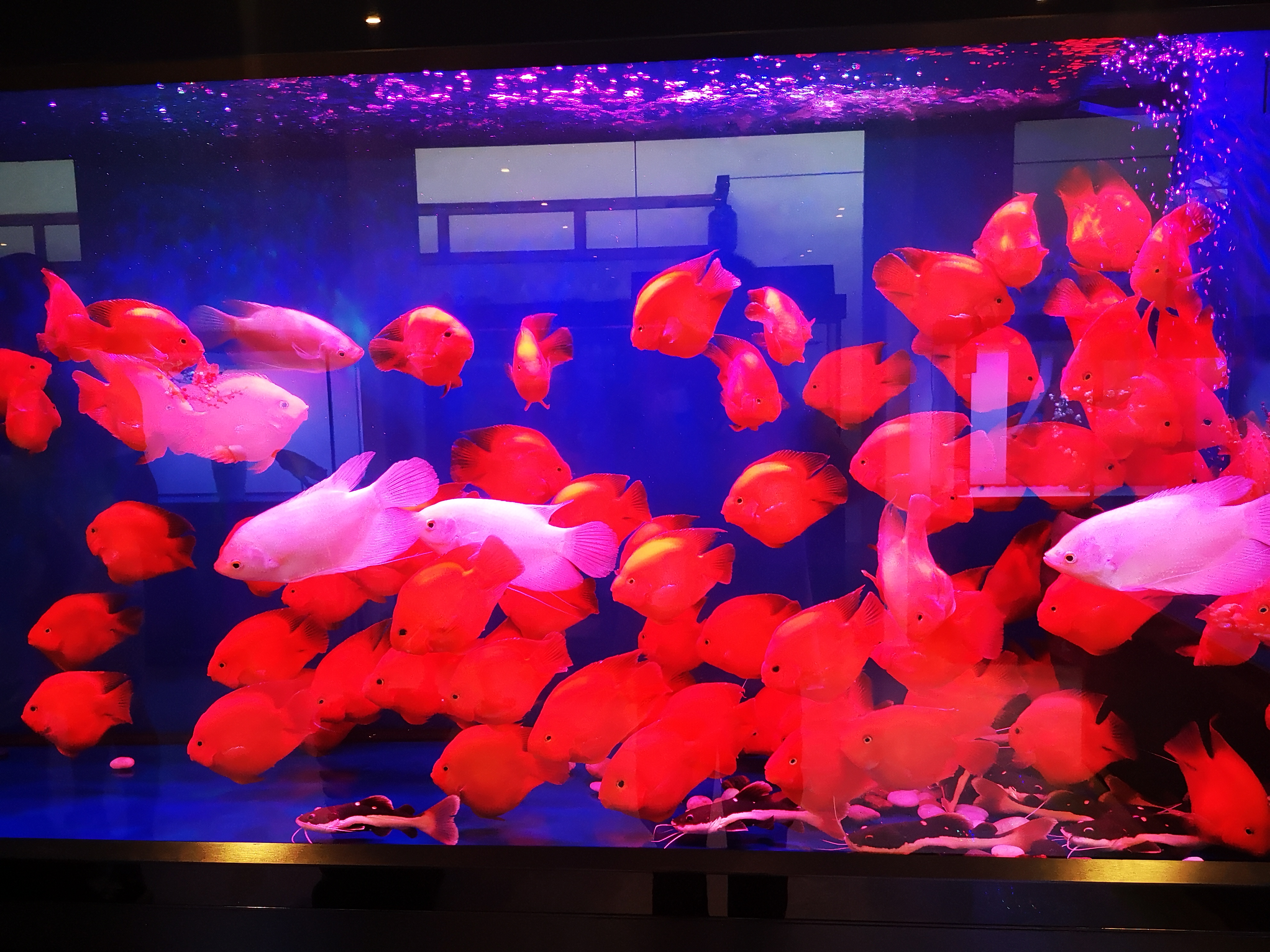 观赏鱼增色饲料配方,观赏鱼增体增色饲料用什么最好