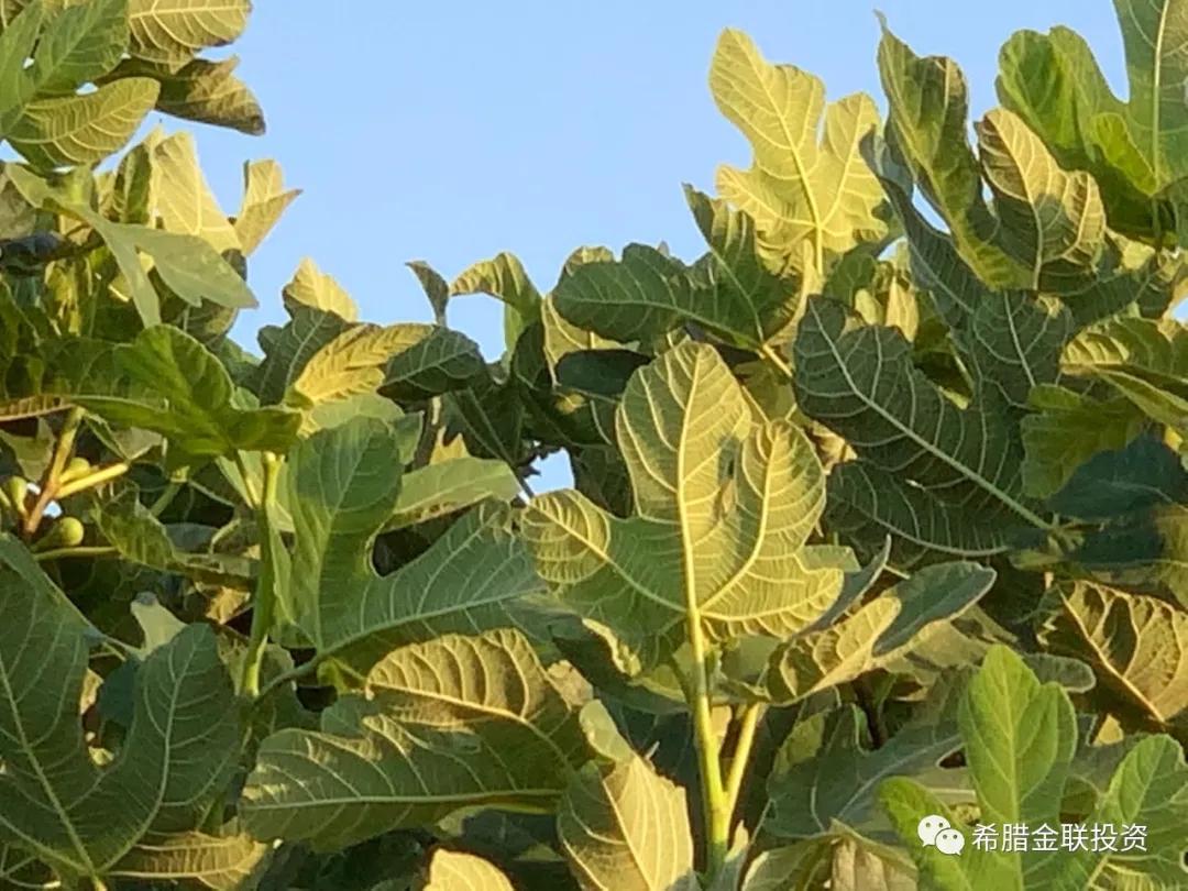 希腊农地价格,希腊土地多少钱一亩