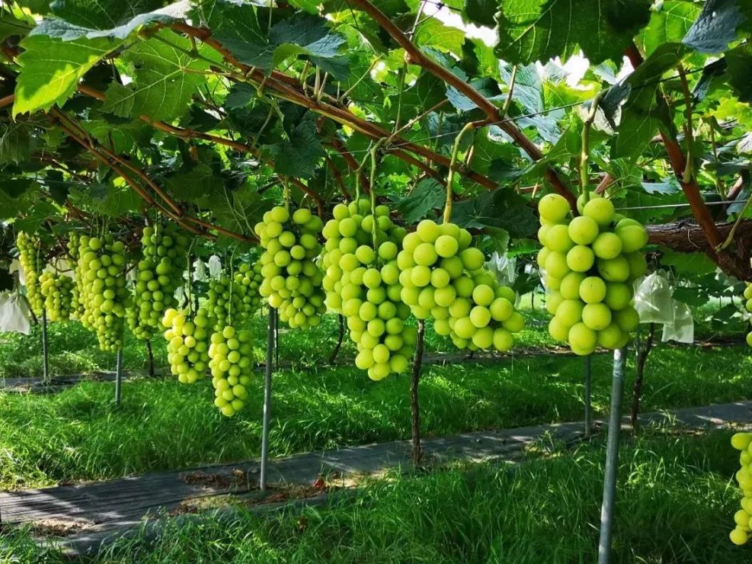 现在水果市场哪种水果最畅销,每日最新水果价格