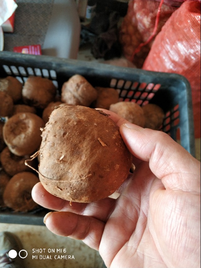 2023年魔芋种植有前景吗,魔芋的种植技术全部过程