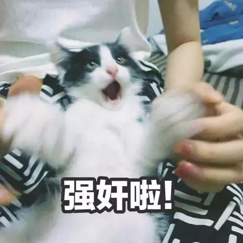 养猫新手入门必知事项及注意事项,新手养猫注意事项及手册