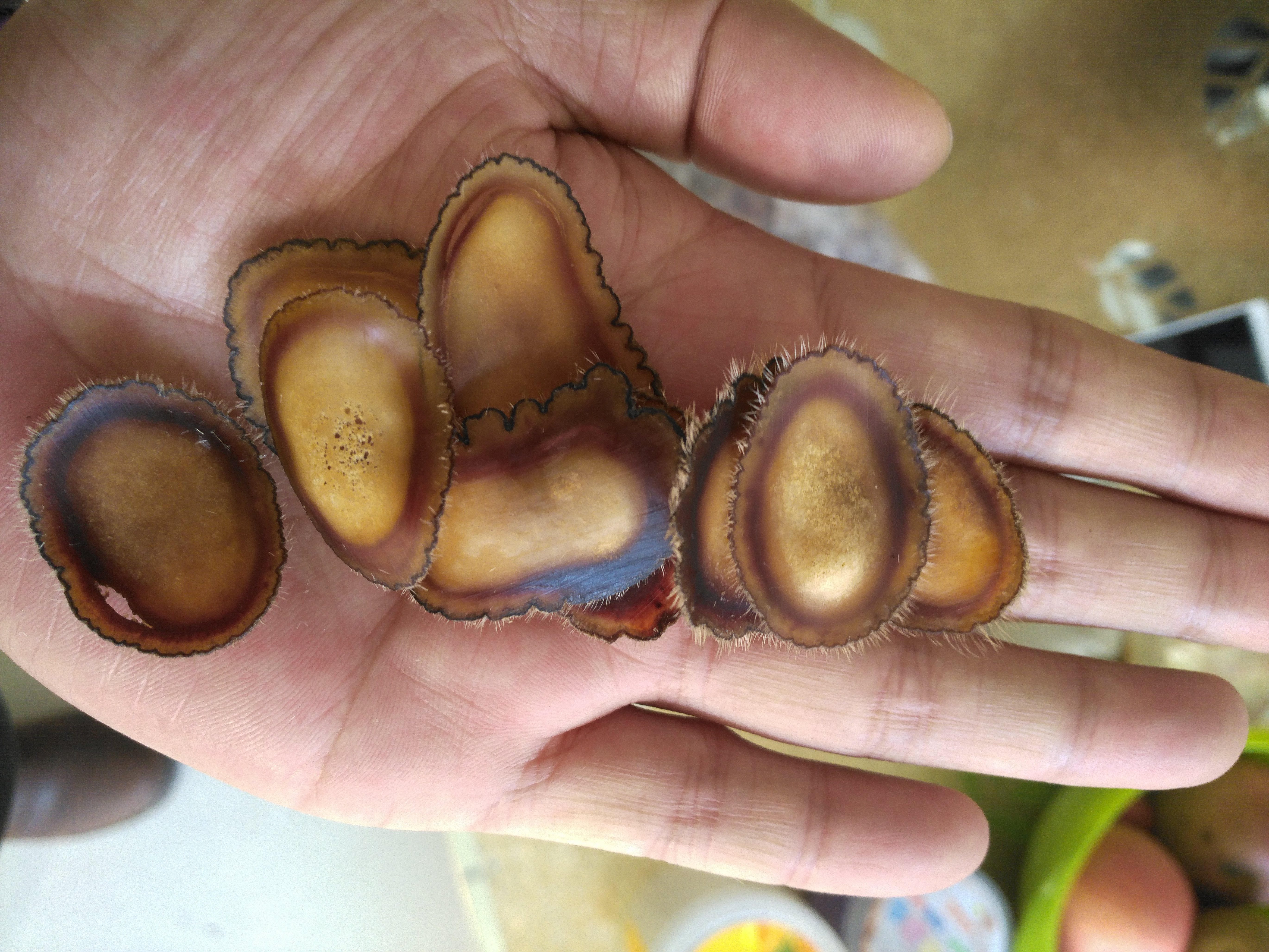 鹿茸片真假的鉴别,真的鹿茸片和假的鹿茸片怎么区分