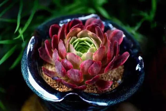 多肉法师韶羞现在能摘心吗,多肉法师欧紫跟韶羞的对比图