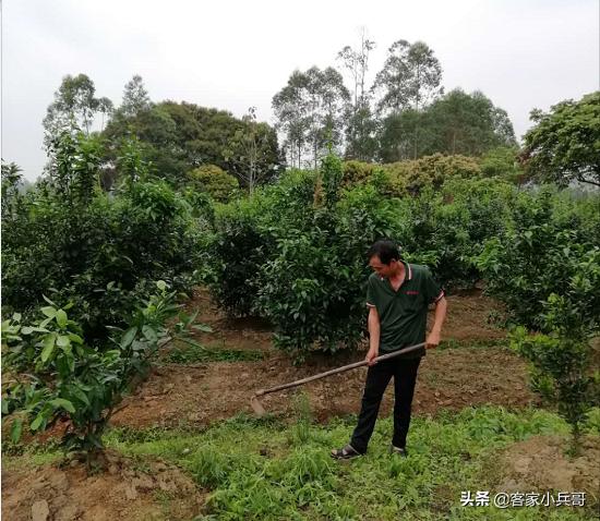 致富带头人脱贫攻坚优秀个人事迹,脱贫致富带头人农民事迹