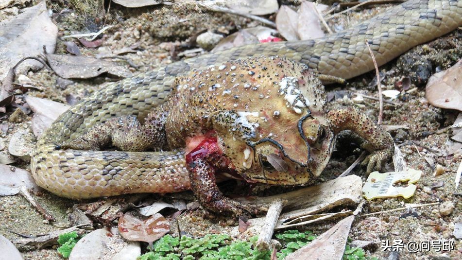 大自然的可怕：蛇把头伸进活青蛙的身体里吞下它们的内脏