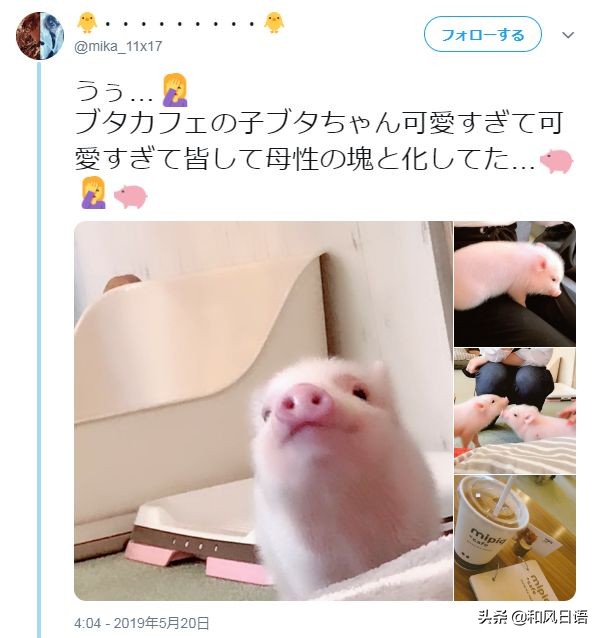 日本迷你猪咖啡厅,日本街头超有人气的猫头鹰咖啡厅